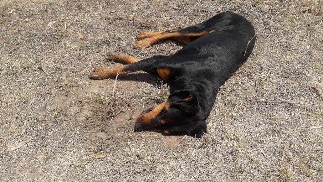 perro muerto San Luis