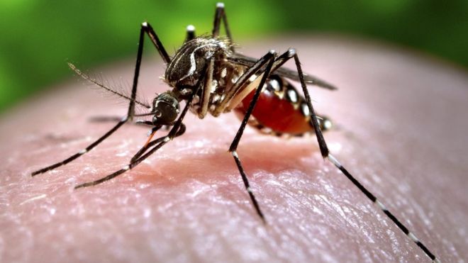 Salud Pública solicita extremar medidas para prevenir enfermedades transmitidas por mosquitos