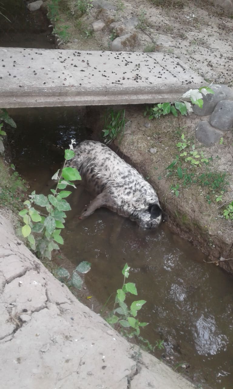 perro muerto San Luis2