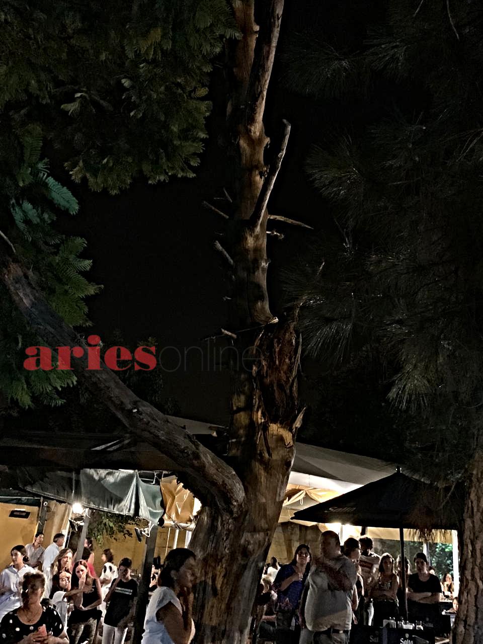 arbol8 (1)