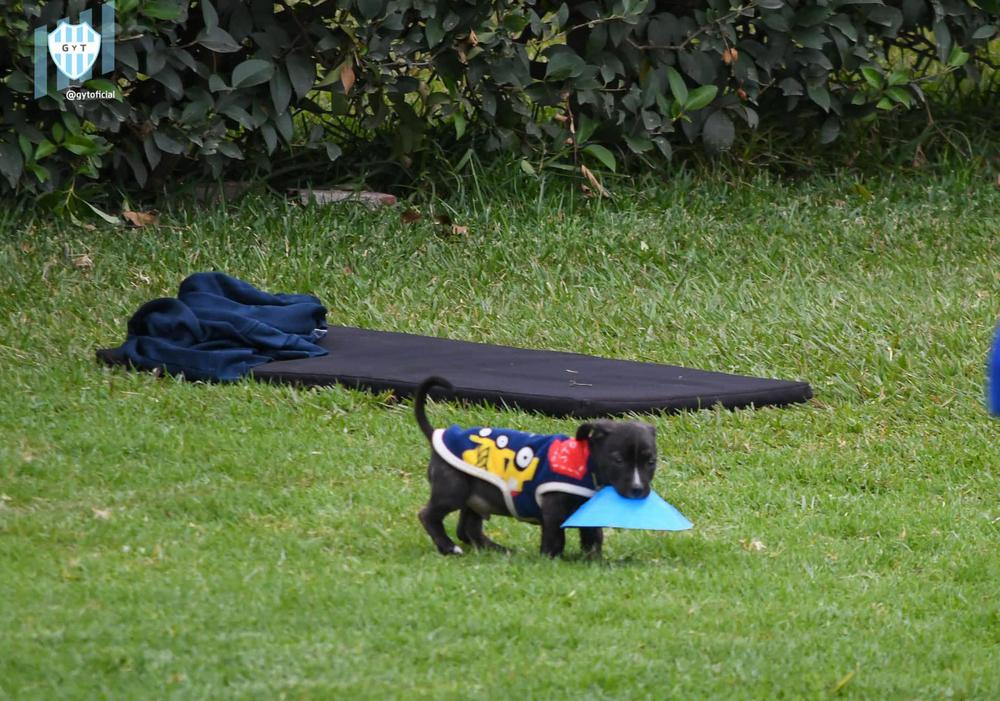 Perrito