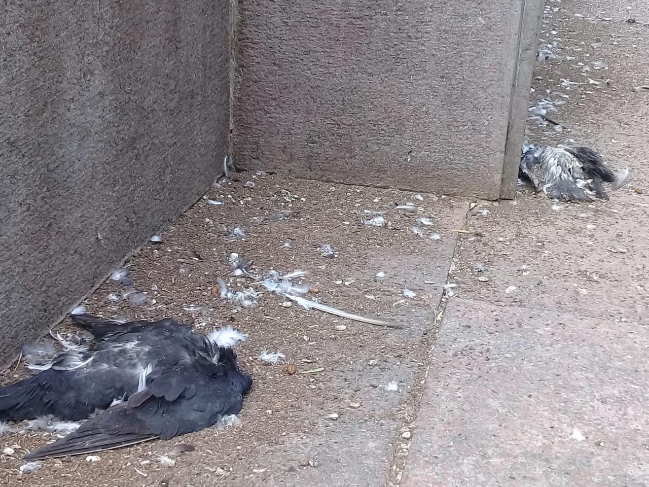 palomas