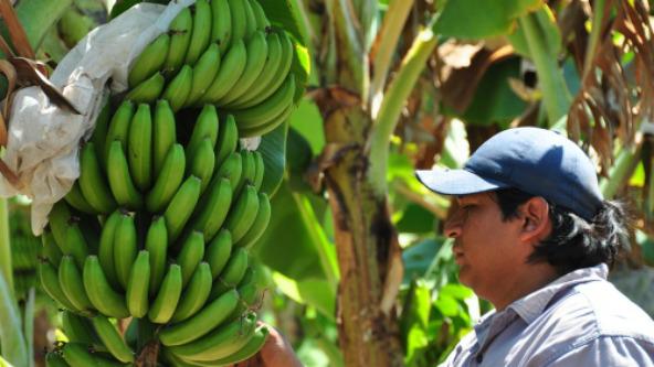 bananas-salta