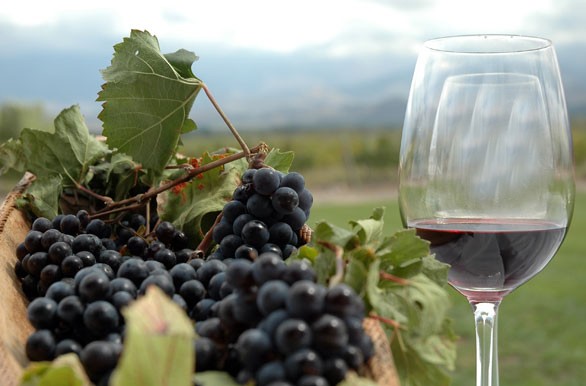 vitivinicultura