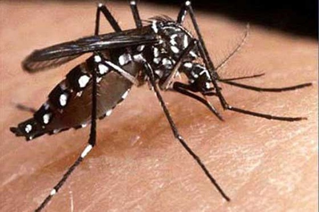 Dengue1