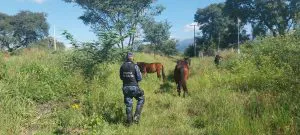 WhatsApp-Image-2025-05-03-at-1.15.53-PM-300x135