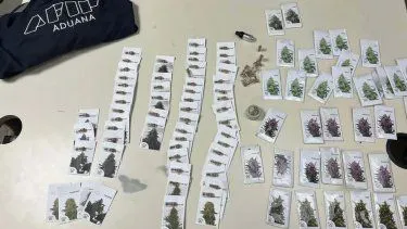marihuana-semillas-turista-chile