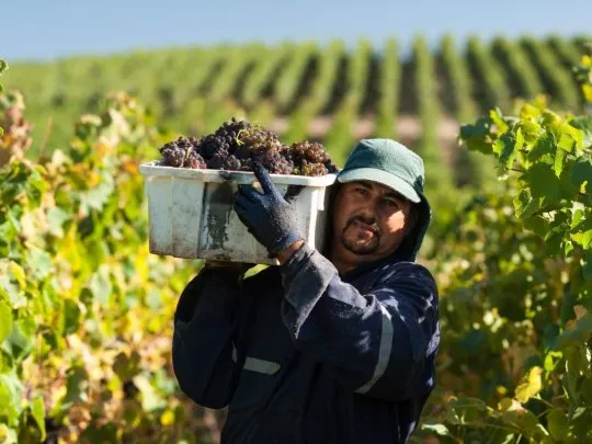 trabajador-vitivinicolajpg