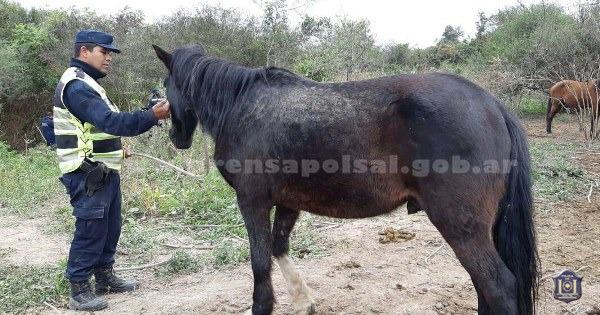 caballería
