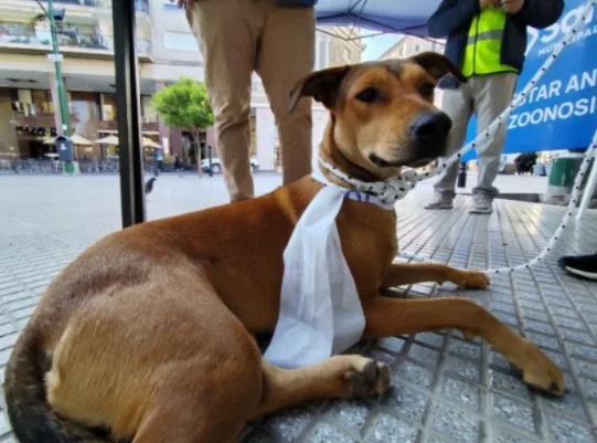 perros peregrinos