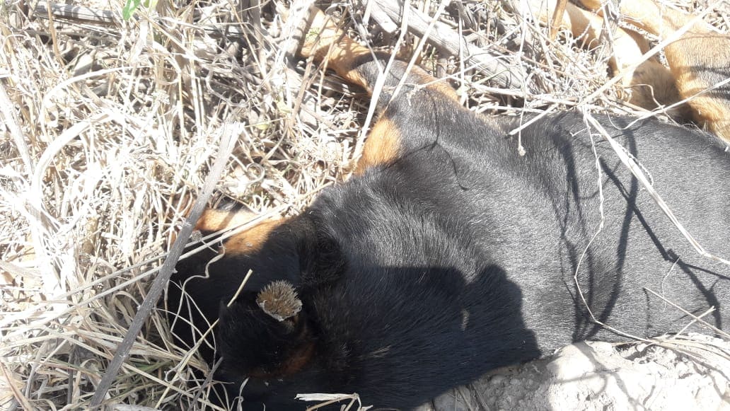 perro muerto San Luis 4
