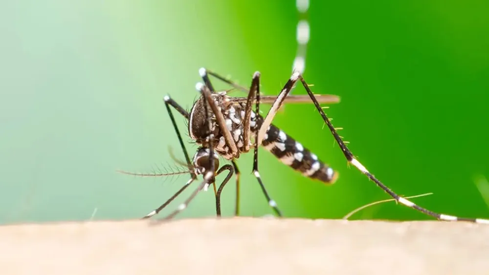 raid_us-2_25-article-chikungunya-hero