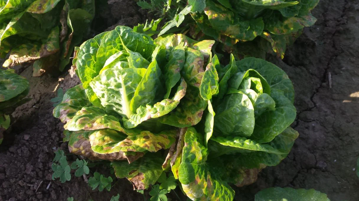 lechuga hongos
