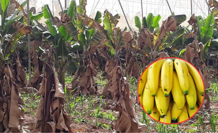 BANANAS HONGOS