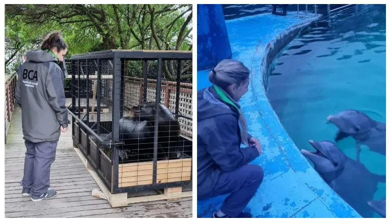 lobos marinos y delfines mar del plata