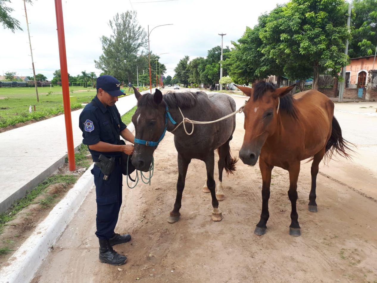 7278-la-policia-incauto-animales-sueltos-en-mosconi