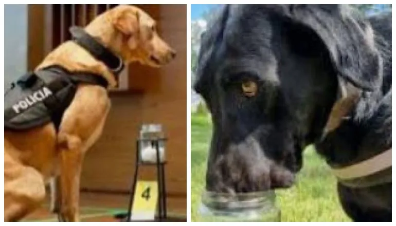 canes de la policia de salta caso loan