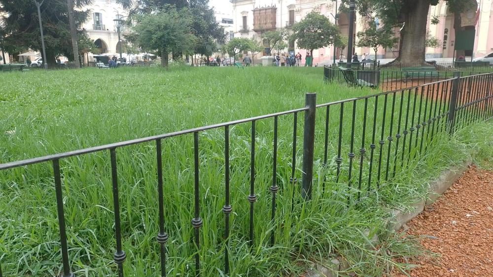 pastos altos plaza 9 de julio