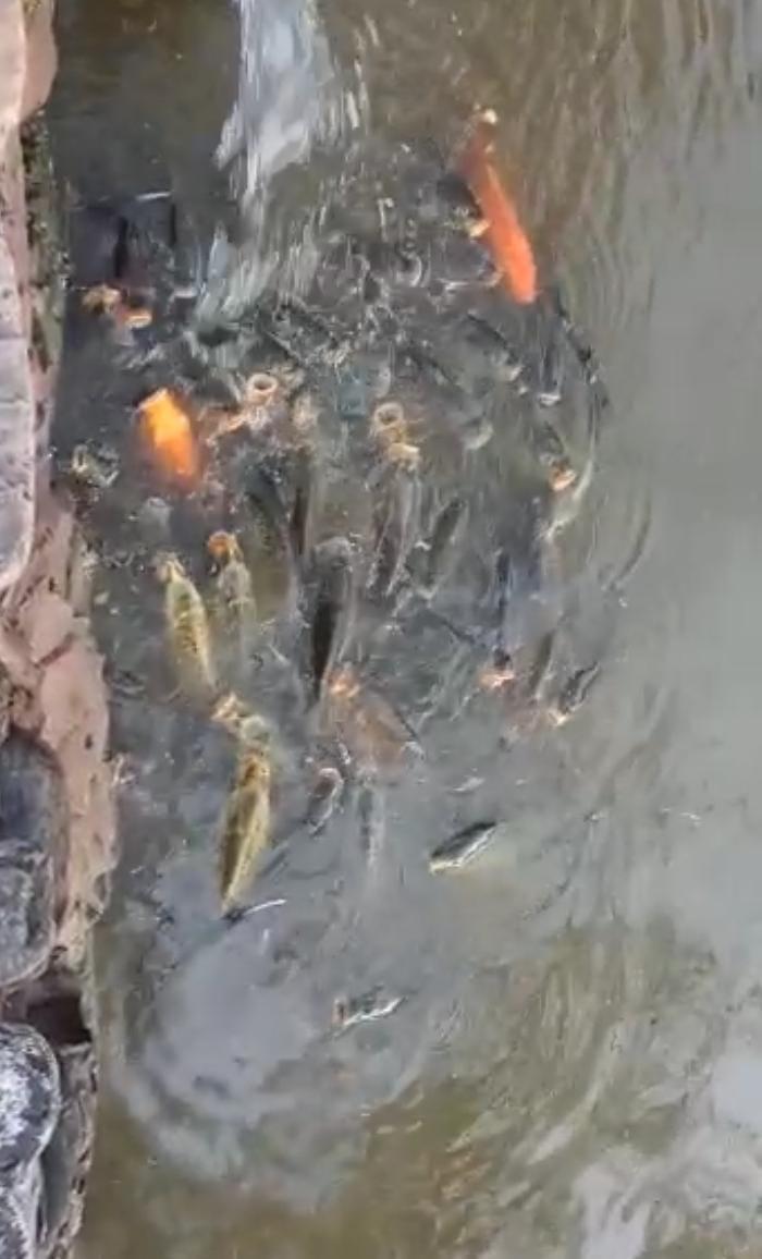 peces muertos 2