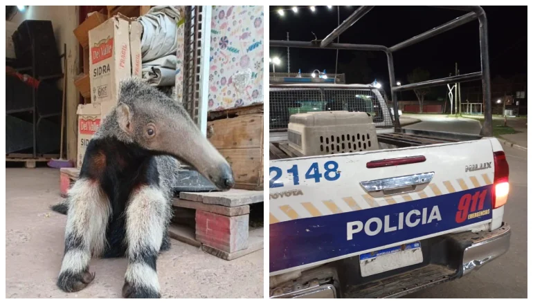 OSO HORMIGUERO PICHANAL