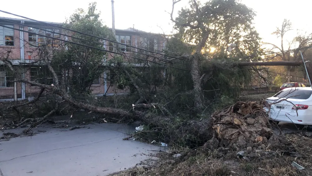 cayó árbol en villa palacios