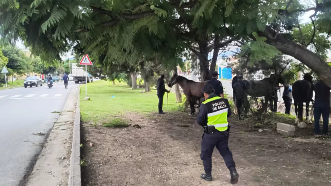 16348-operativo-policial-por-animales-sueltos-en-la-via-publica
