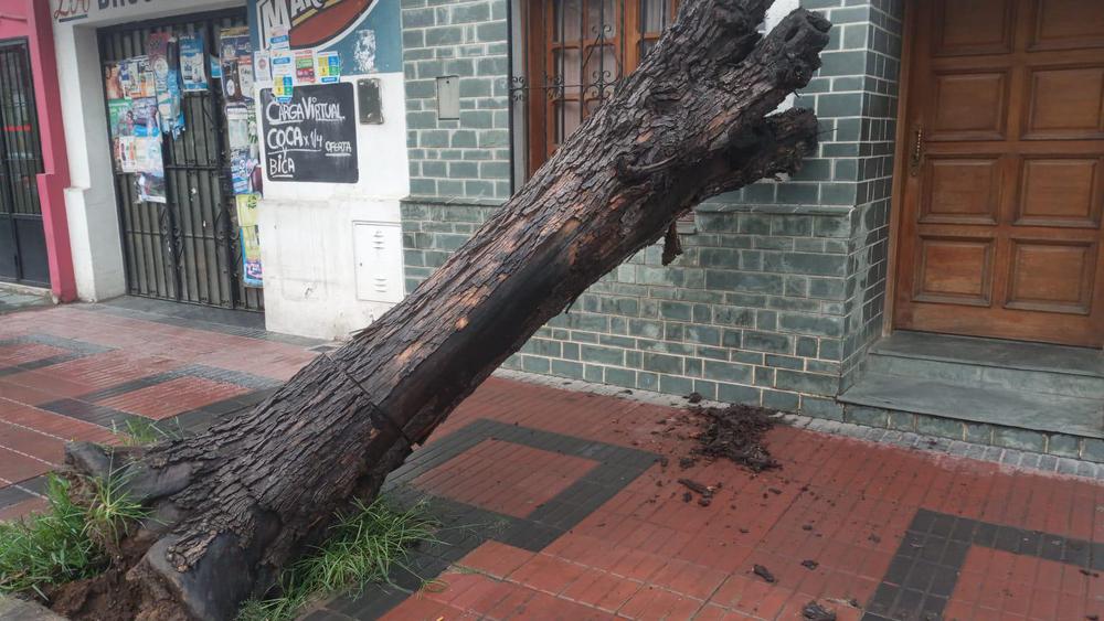 cayó árbol en moldes al 100