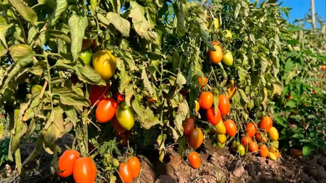 tomate1