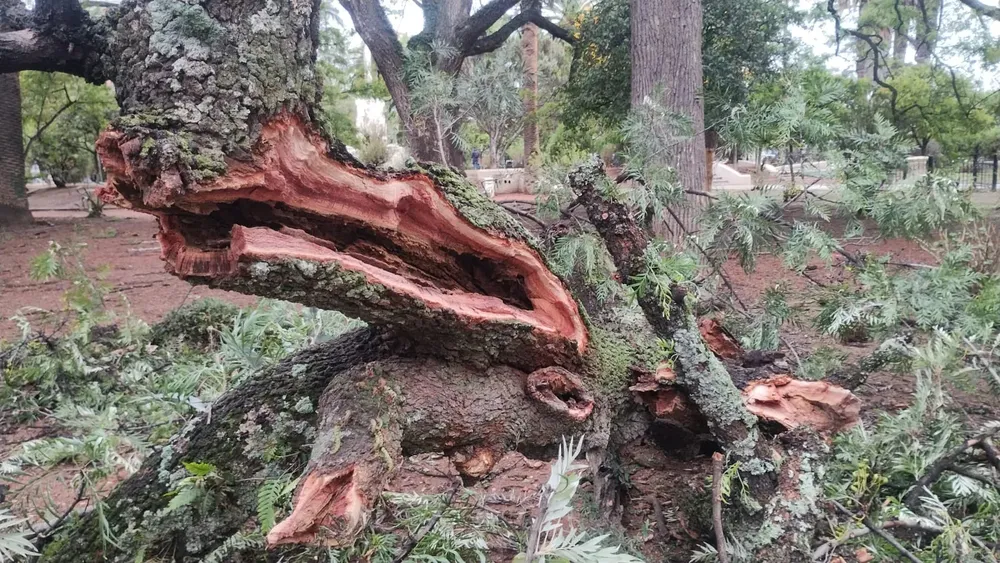 WhatsApp Image 2023-12-04 at 08.54.20