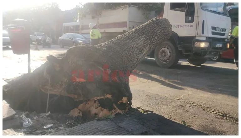 cayó árbol en av san martín (1)