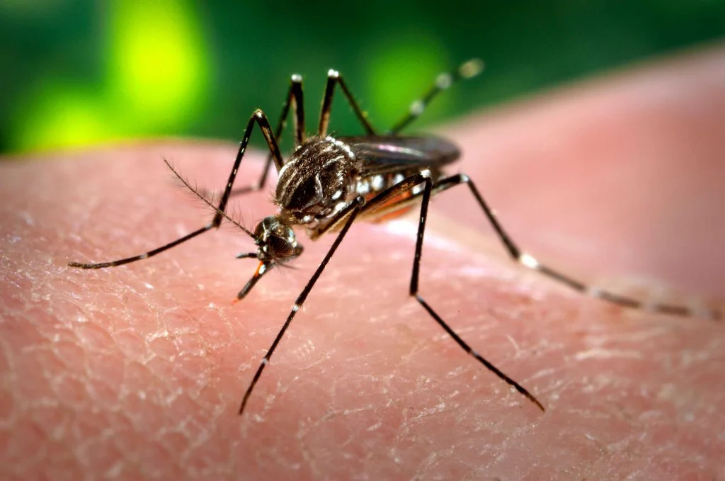 MosquitoDengue-1024x679
