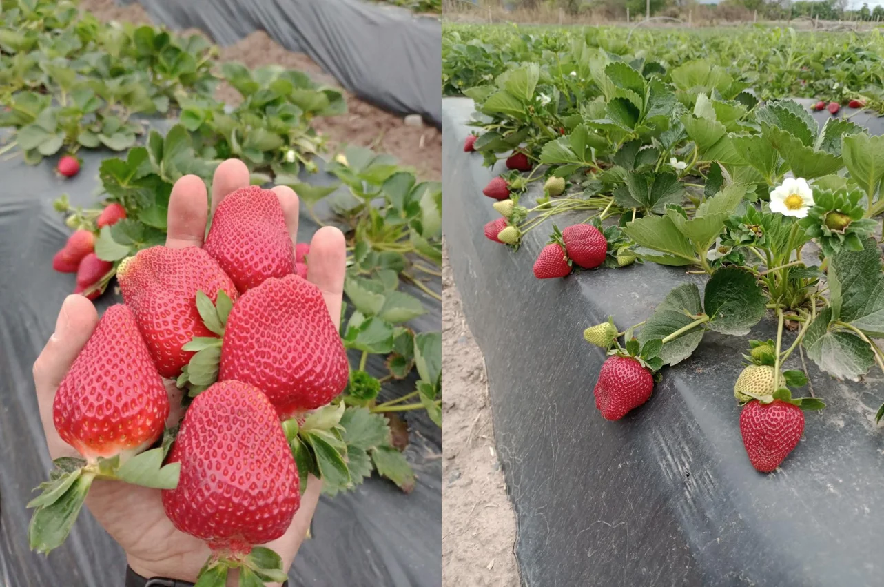 frutilla 4