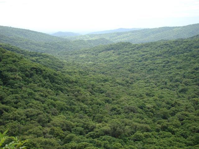 bosques_nativos_salta