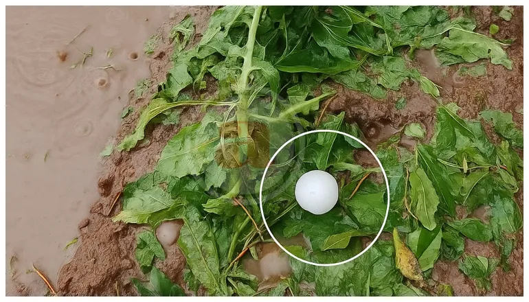 granizada en el sur de salta