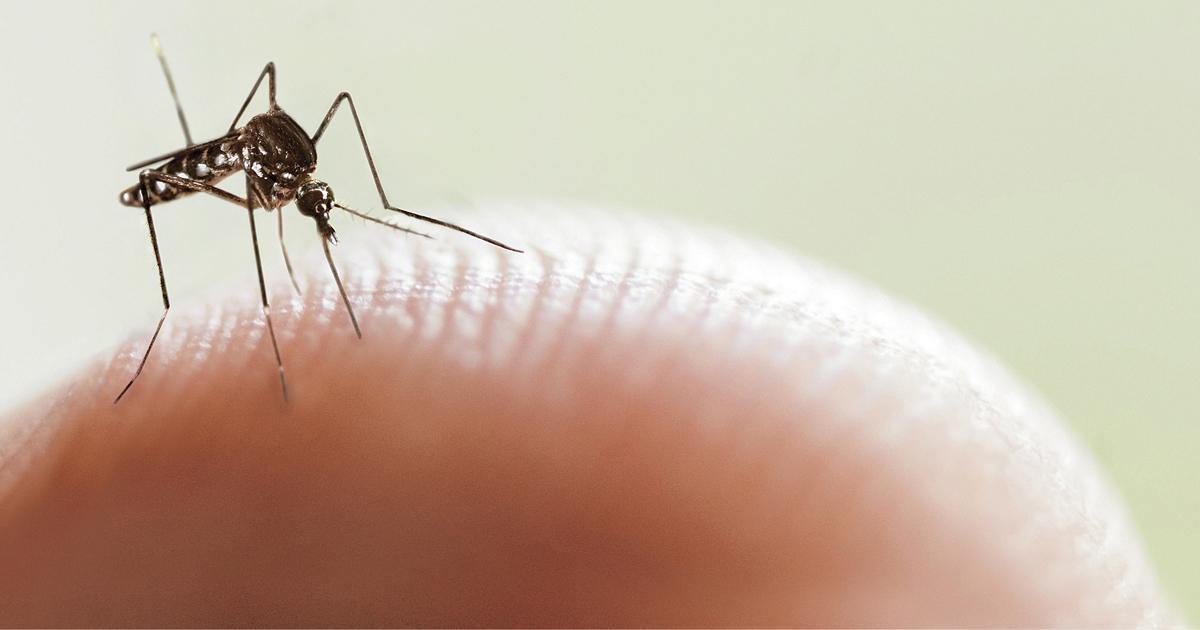 DENGUE