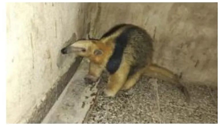 Fuente_ Actualidad Informa