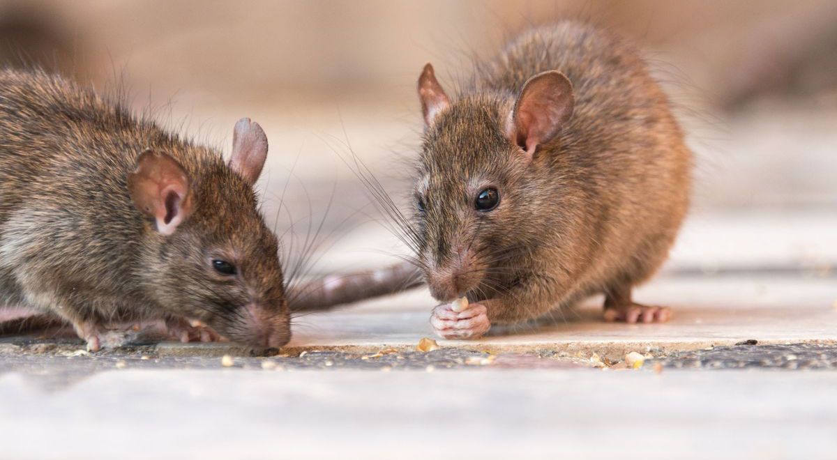 raton-colilargo-hantavirus-598307