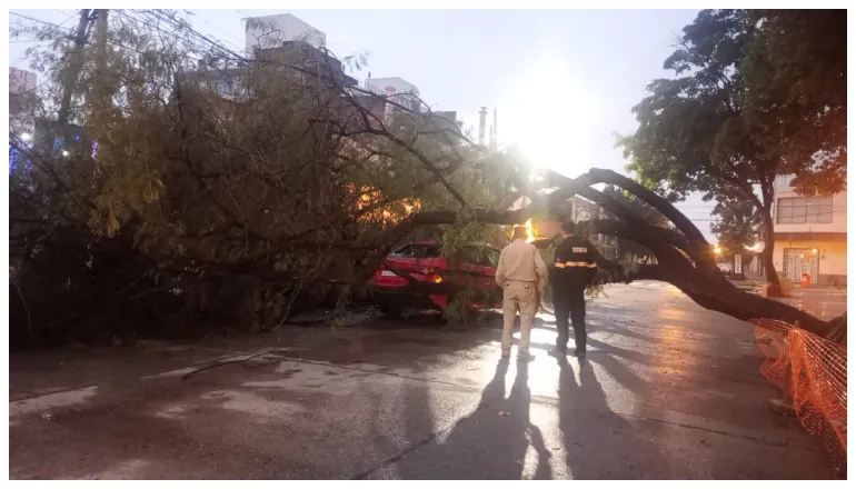 árbol sobre taxi