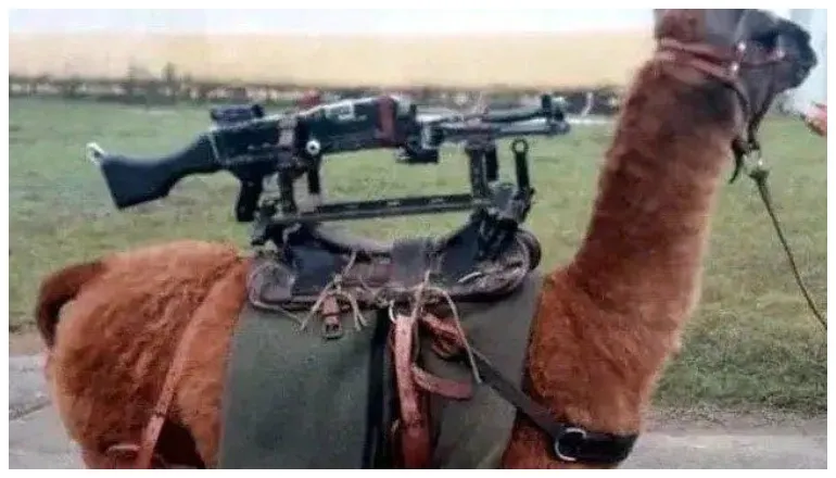 llama metralleta