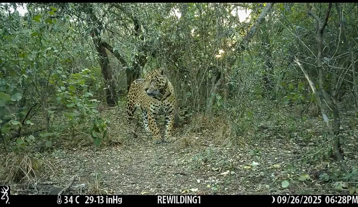 Acaí camaras trampa 5