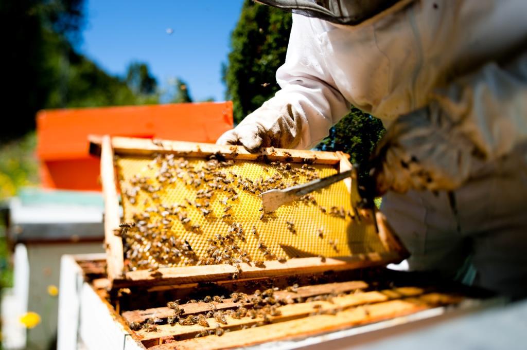 productores apicolas