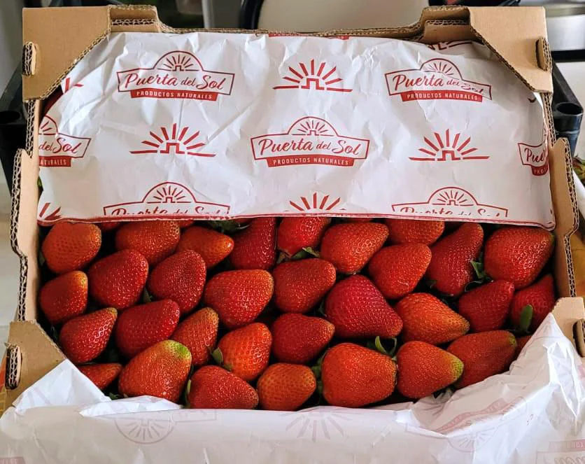 frutilla 3