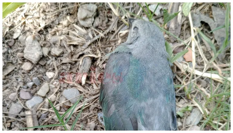 aves pirotecnia (1)