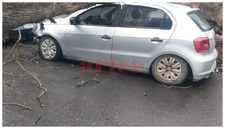 auto aplastado por árbol