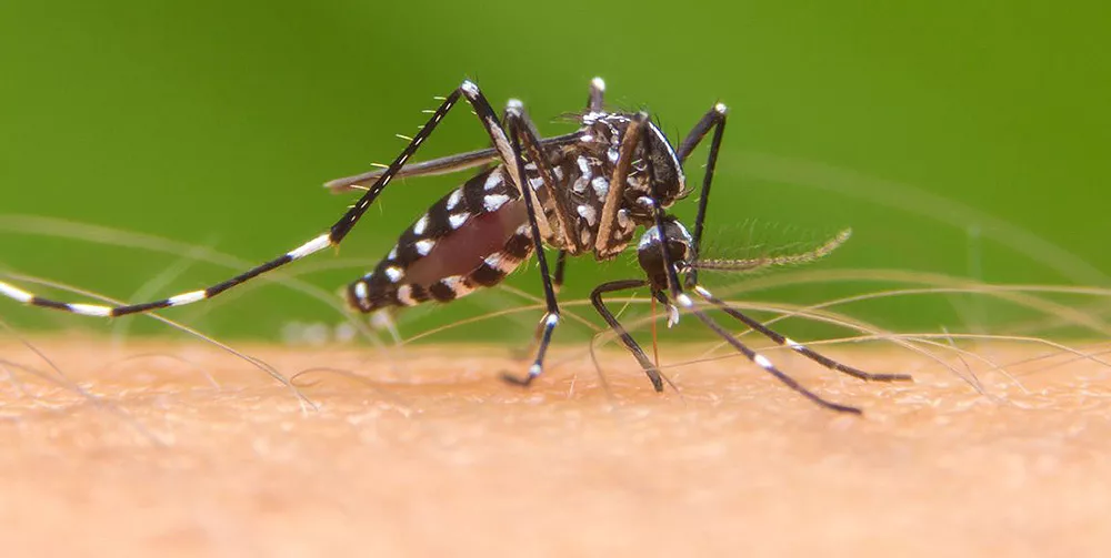 aedes-aegypti-Gleba