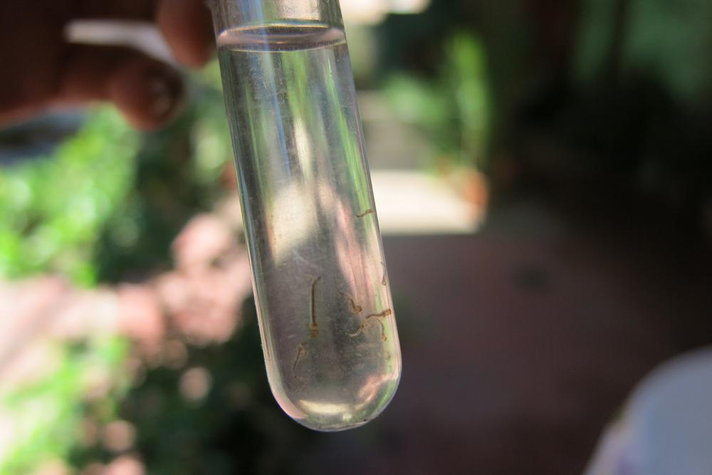 Operativo lira para Dengue