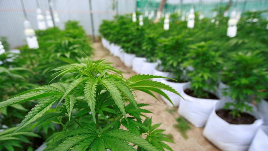cannabis sativa
