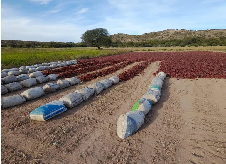 WhatsApp Image 2026-01-21 at 11.27.08 (1)