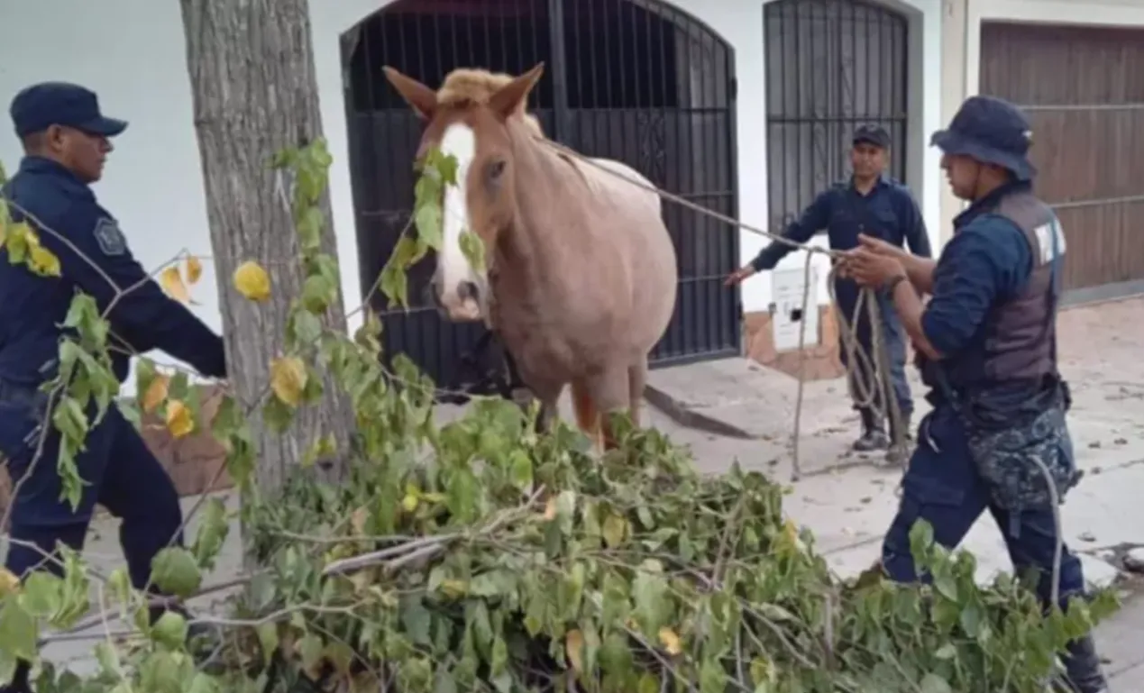 Animales Sueltos