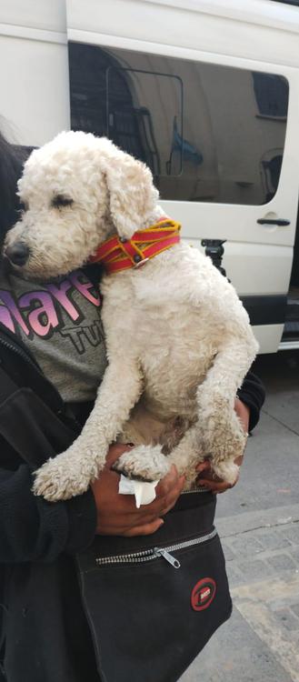 perro peregrino